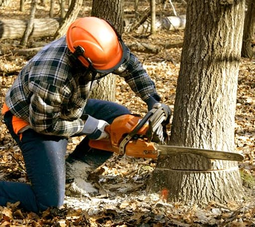 Tree Removal in Glen Elder, KS